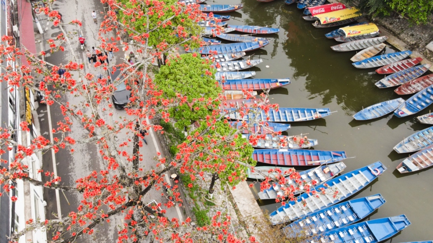 Hoa gạo cổ bung sắc tại chùa Hương