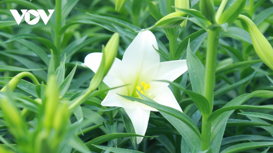 Hanoi flower village covered by lilies amid full bloom season