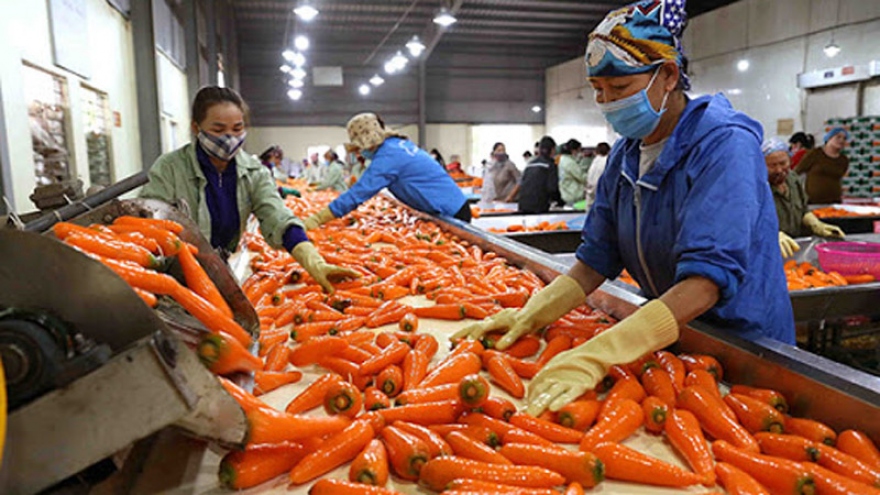 RoK resumes importing Vietnamese carrots
