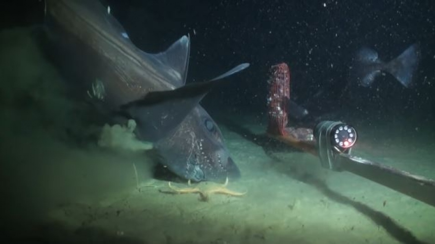 Chiêm ngưỡng hình dạng "độc nhất vô nhị" của những sinh vật dưới đáy đại dương