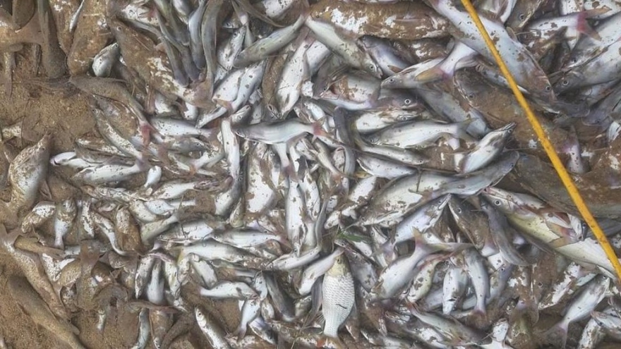 Cá chết bất thường trên sông Con: Lấy mẫu nước truy “thủ phạm”