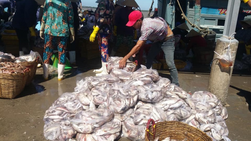 Ngư dân Bình Đại đầu năm trúng mùa nhưng giá hải sản thấp