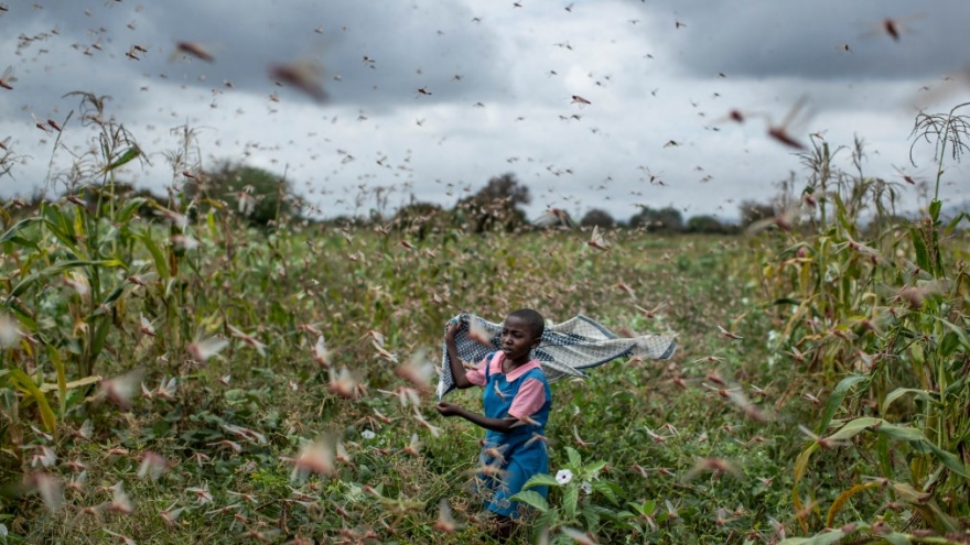 Kenya biến nạn dịch châu chấu thành cơ hội