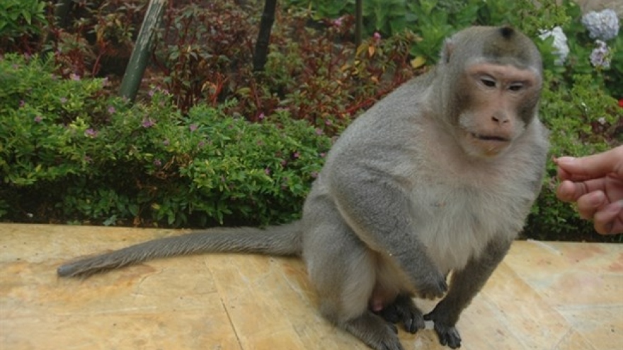 Da Nang urges protection of endangered primate population