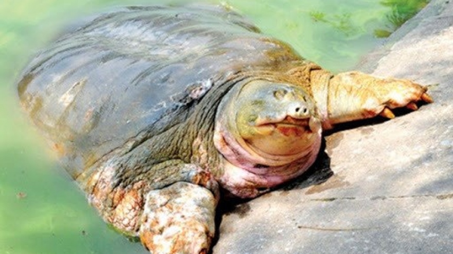 Danko Group funds project to protect Hoan Kiem turtles