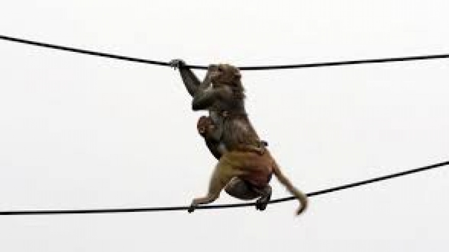 Nín thở xem cảnh đàn khỉ liều lĩnh rủ nhau “làm xiếc” trên dây điện