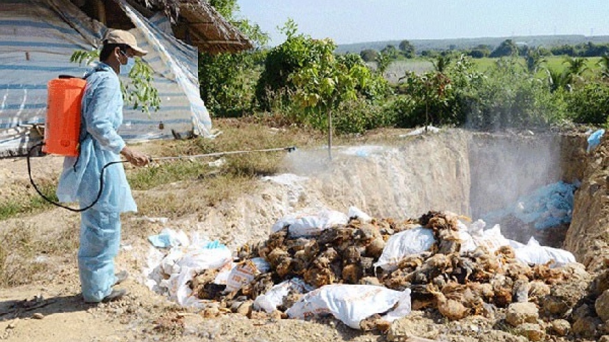 Hanoi culls 4,979 poultry in an effort to stem bird flu outbreak