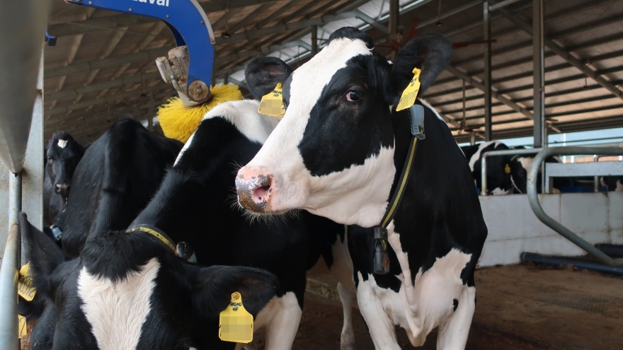 Vinamilk tiếp tục nhập hơn 2.100 con bò sữa HF thuần chủng từ Mỹ