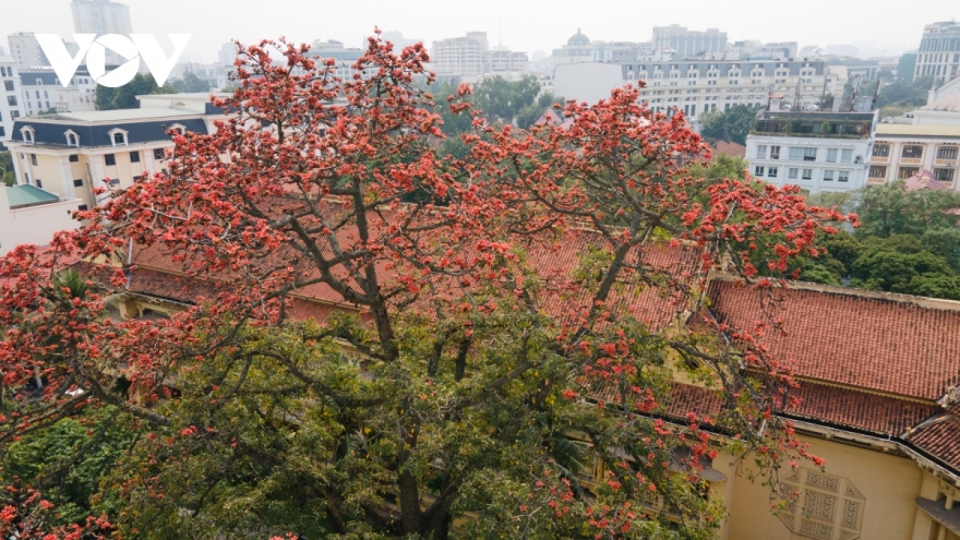 Bombax ceiba blossoms come out throughout Hanoi in March