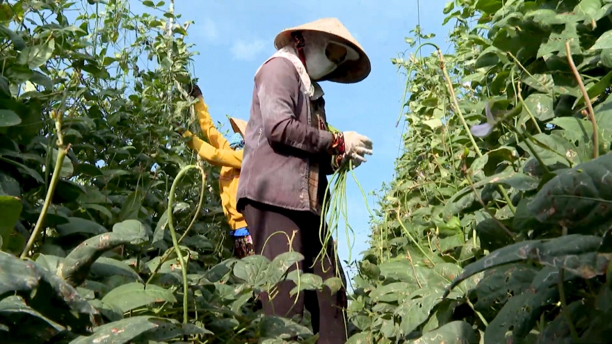 Phân bón tăng giá doanh nghiệp lẫn nông dân cùng gặp khó