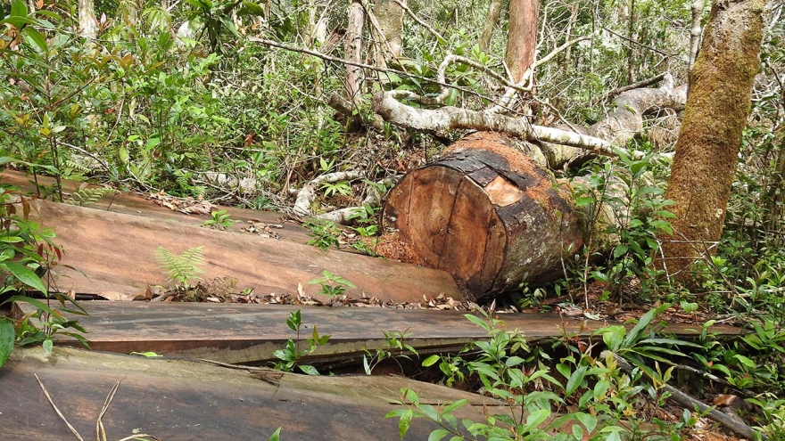 Kon Tum khám nghiệm hiện trường vụ khai thác trên 79m3 gỗ 