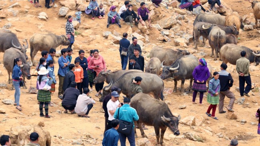 Can Cau – largest buffalo market in Vietnam’s northwest