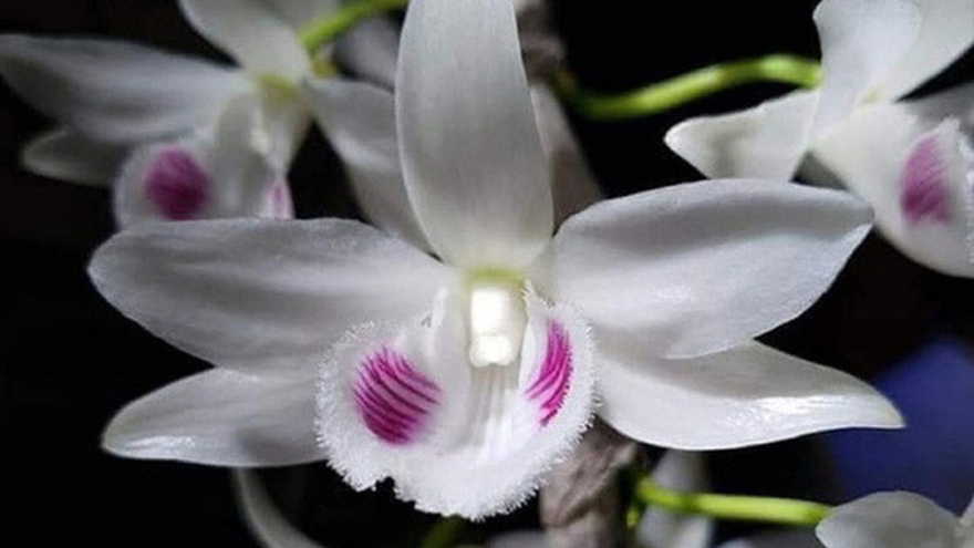 Thấp thỏm lo âu khi thị trường lan đột biến...“có biến” 