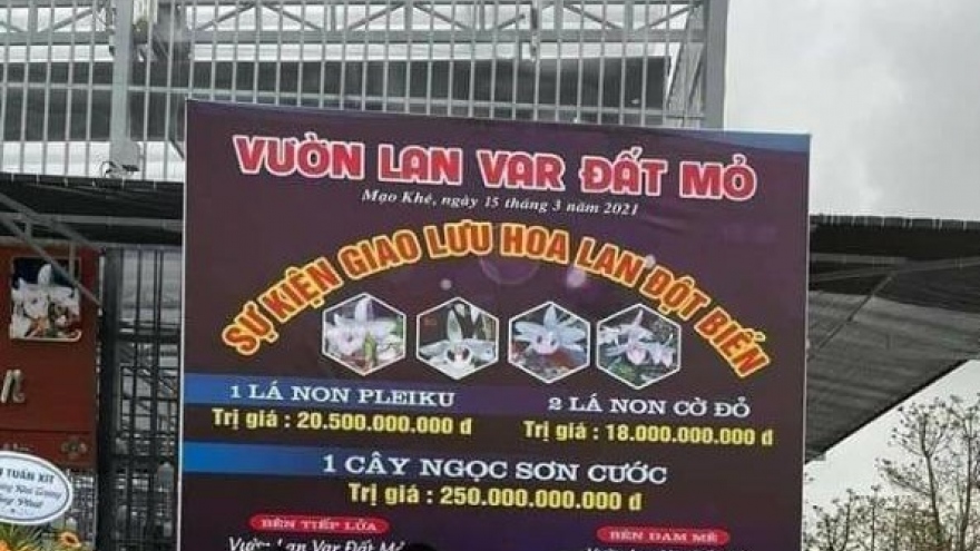 Làm rõ vụ mua bán lan đột biến lên đến hàng trăm tỷ đồng tại Quảng Ninh