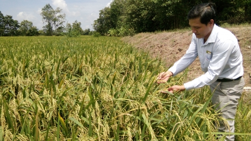 Hợp phần lúa gạo ở vùng ĐBSCL đạt hiệu quả cao sau khi chuyển đổi