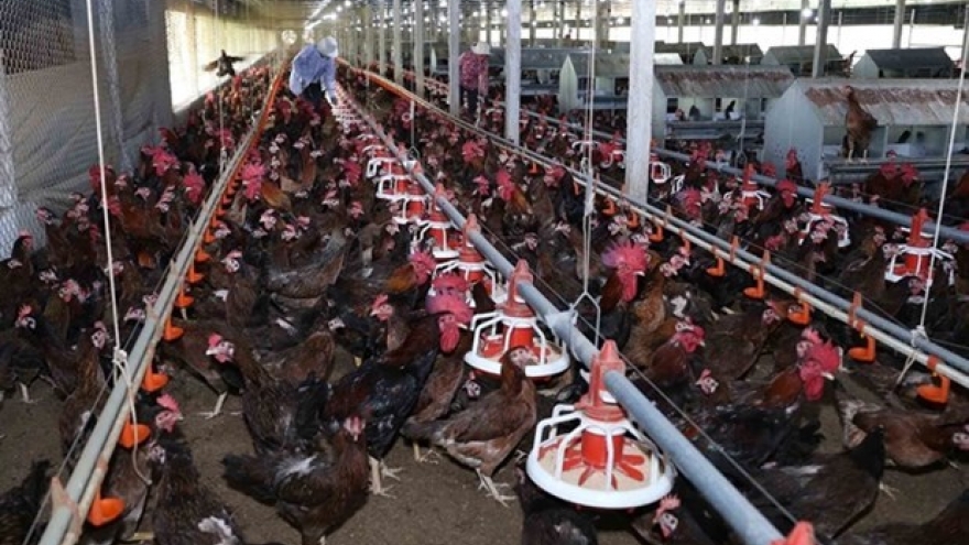 Vietnamese poultry find way onto more foreign plates