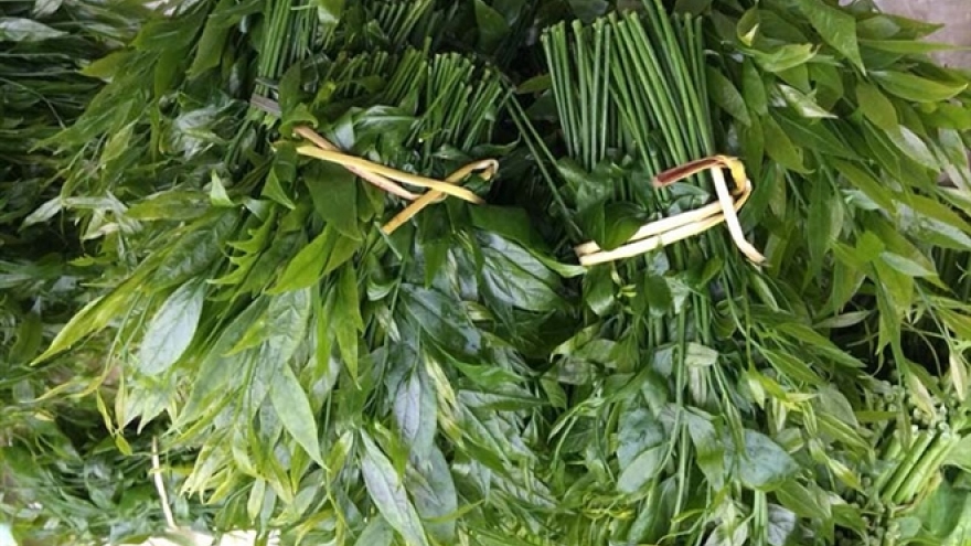 Giá 200.000 đồng/kg, rau lạ trên rừng vẫn được nhiều người Hà Nội tìm mua