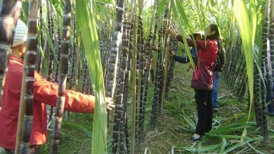 Sugar industry eyes solid year after a bitter 2020