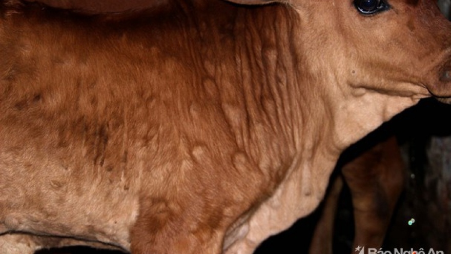 Nghe An imports 10,000 vaccine doses to combat lumpy skin disease 