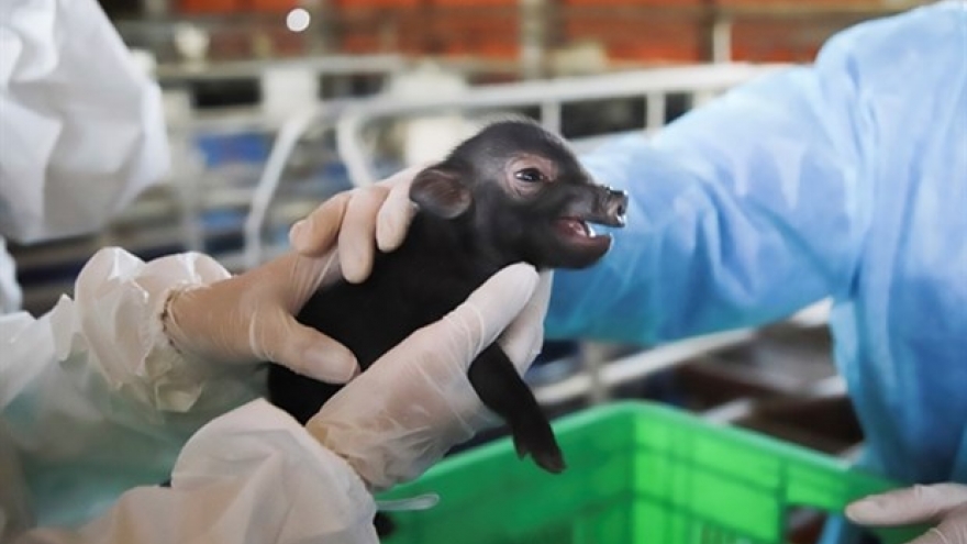 Vietnam successfully clones pigs for first time