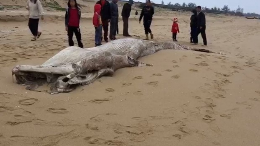 Dead whale washed up on beach in Quang Binh