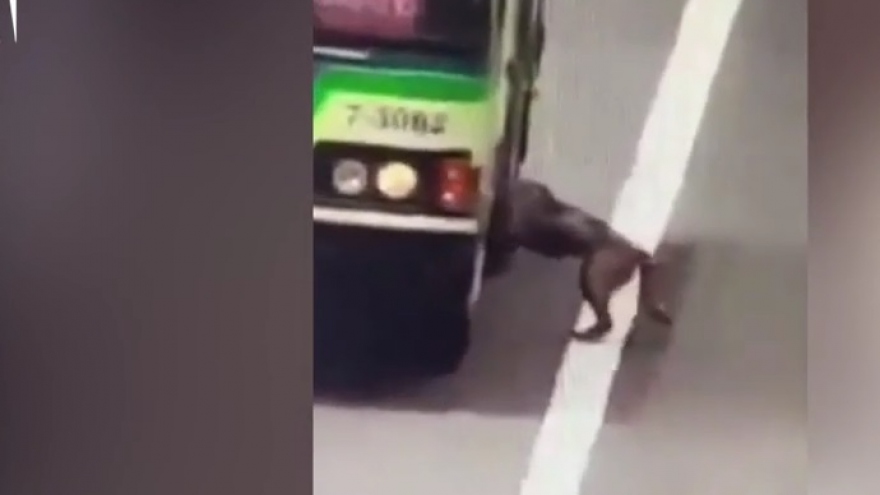 Ấm lòng cảnh tài xế xe bus dừng xe để đón một chú chó bị lạc