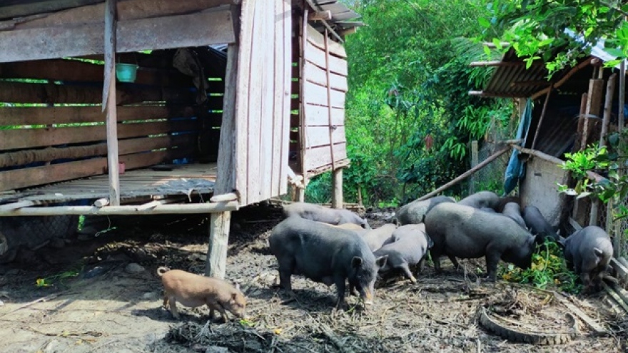 Lợn đen Bình Định có gì đặc biệt mà nhiều người lùng mua dù giá đắt?