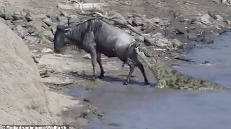 Thót tim xem linh dương đầu bò thoát hiểm trước hàm cá sấu