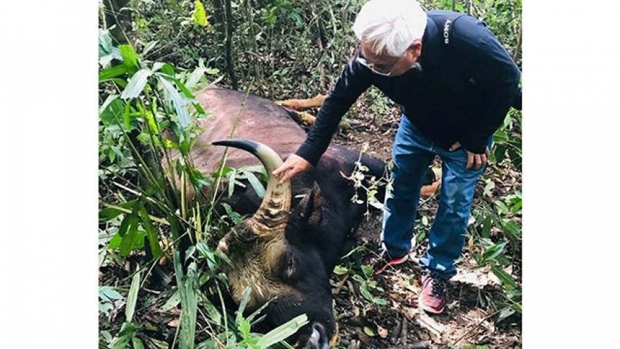 A 700kg gaur dies in Dong Nai Nature Reserve