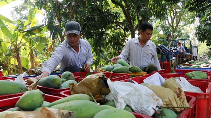 Ministry targets US$650 million from mango exports by 2030