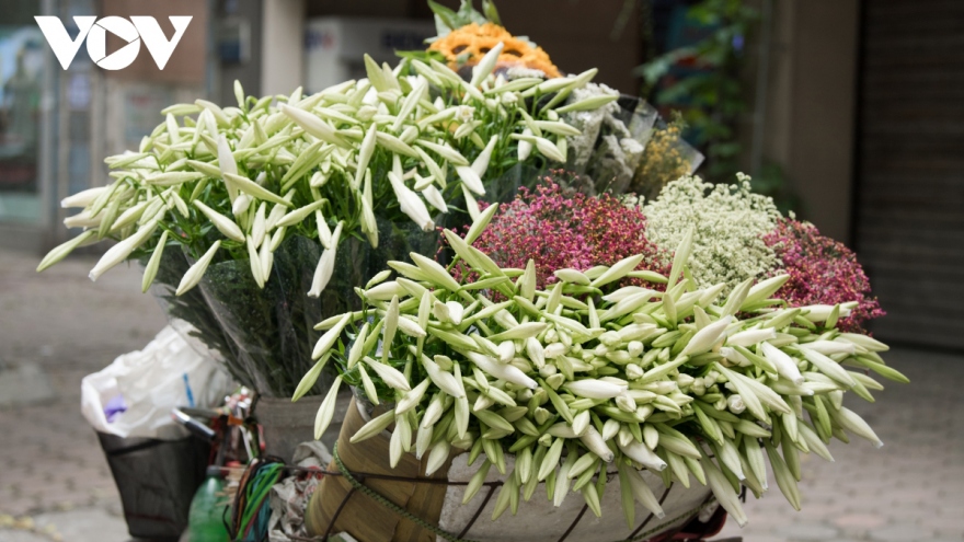 Hanoi welcomes romantic atmosphere with lily flower blooming season