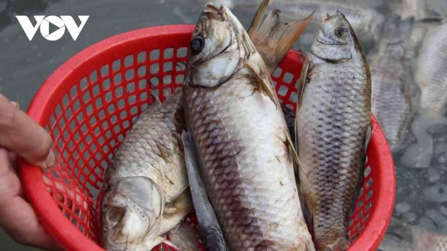 Cảnh báo xả thải gây ô nhiễm khiến cá nuôi bè chết hàng loạt