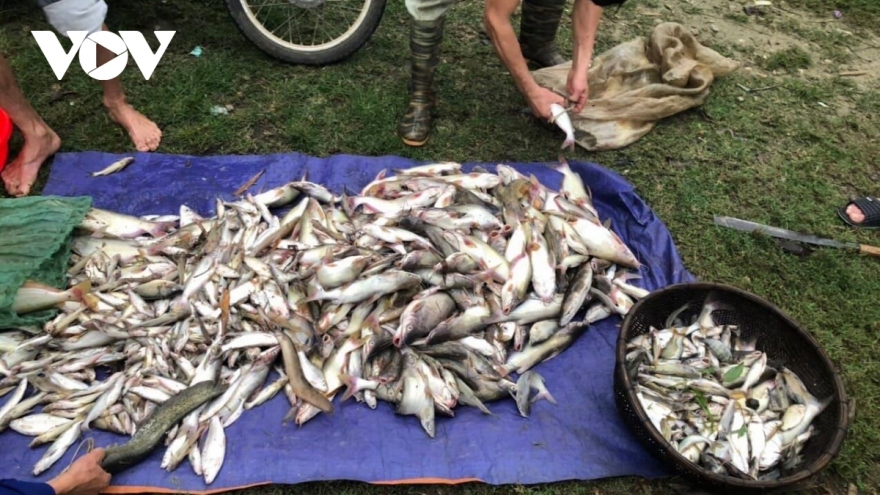Cá chết trên sông Mã không phải do dịch bệnh