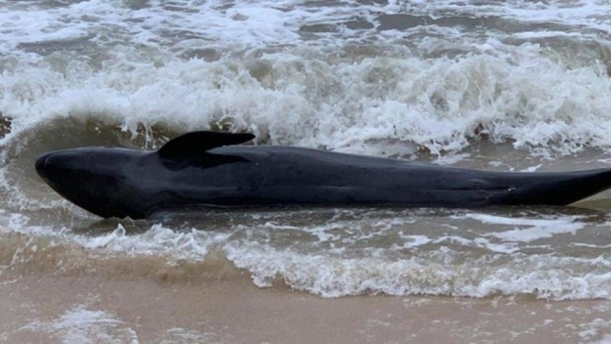 300-kg whale washes up on Phu Yen’s beach