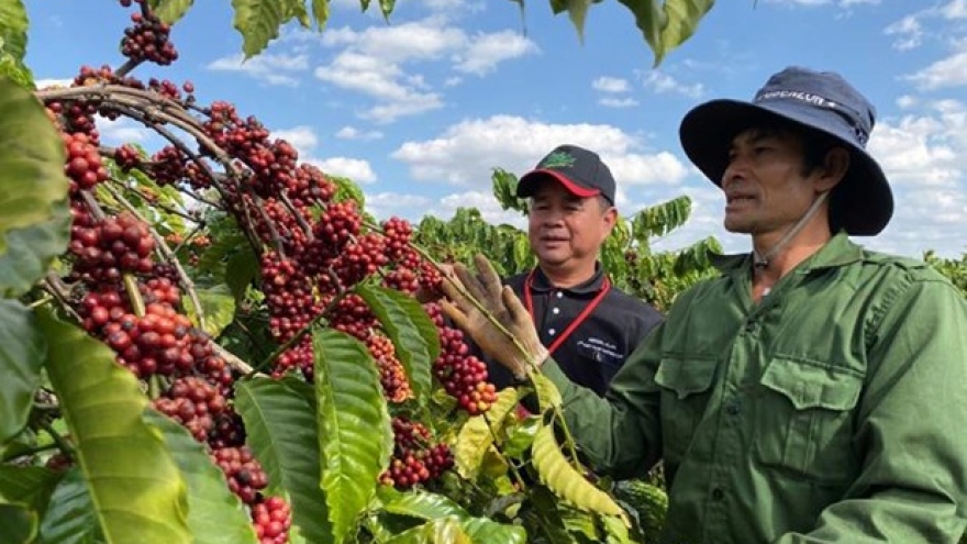 Coffee exports fall by over 11% in Q1