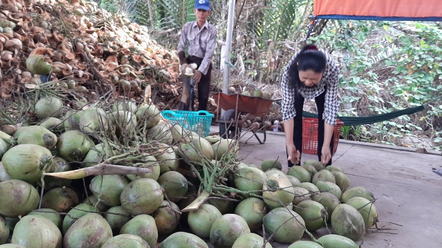 Cần nhân rộng diện tích dừa hữu cơ và sản xuất muối theo hướng liên kết gắn với thị trường