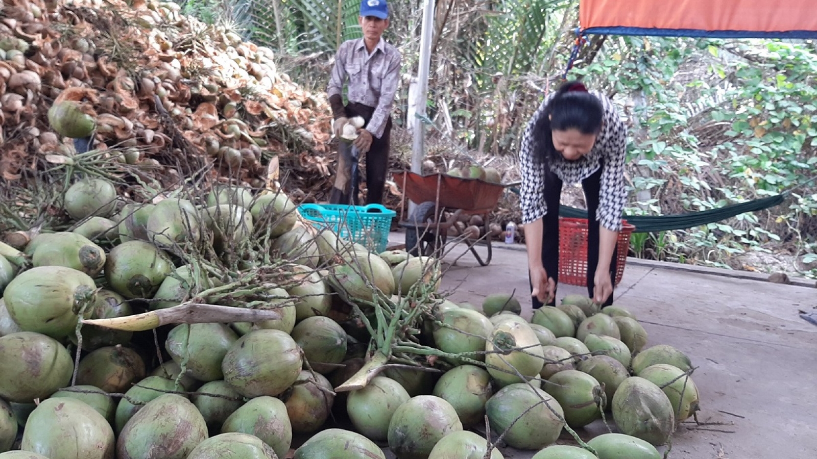 Cần nhân rộng diện tích dừa hữu cơ và sản xuất muối theo hướng liên kết gắn với thị trường