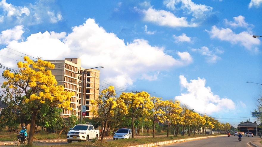 Ấn tượng với xứ sở trời xanh, mây trắng, hoa vàng