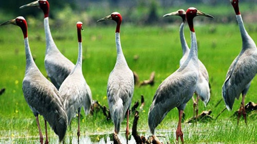 Red-crowned cranes return to Mekong Delta