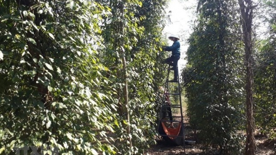 Public, private sectors partner to boost sustainable peppercorn industry
