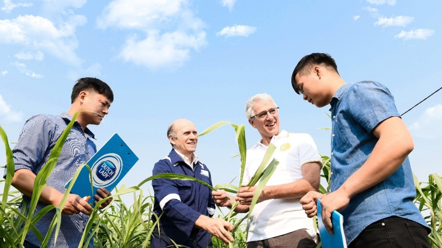 Nông dân Cô Gái Hà Lan làm giàu trên mảnh đất quê hương từ chăn nuôi bền vững