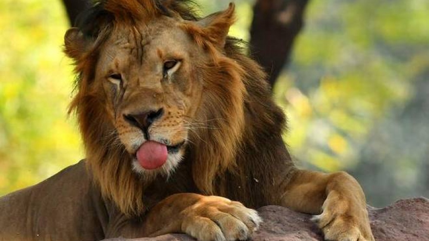 8 con sư tử tại Công viên động vật Nehru (Ấn Độ) mắc Covid-19