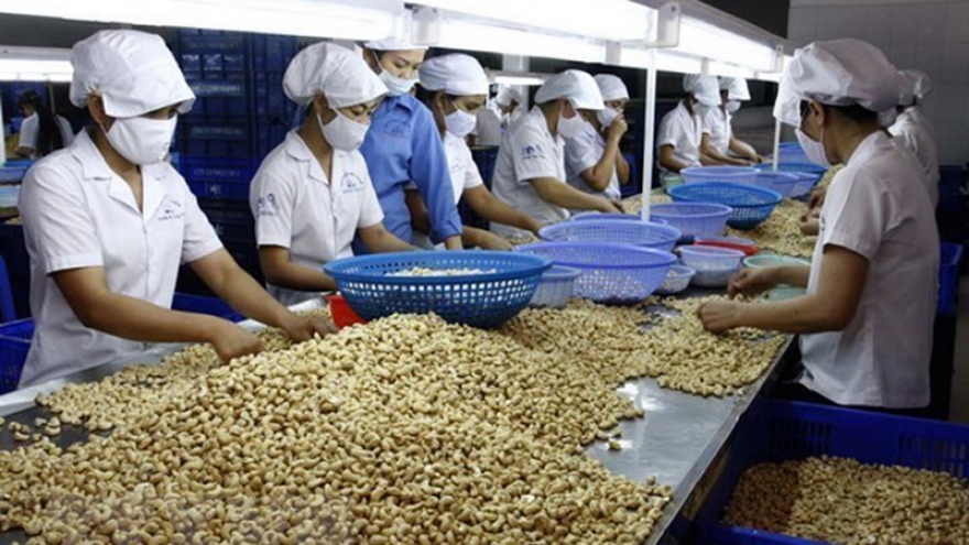 Raw cashew nut imports rocket in first four months