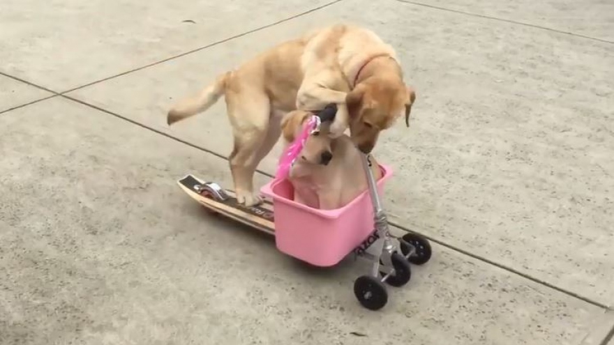  Bật cười trước cảnh tượng đáng yêu khi 2 chú chó vui vẻ chơi trò xe trượt
