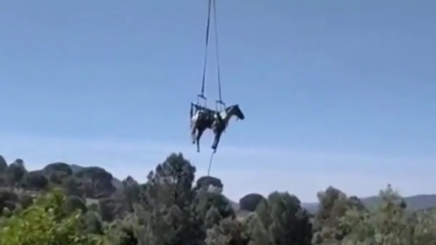 Lính cứu hỏa dùng trực thăng giải cứu chú ngựa bị kẹt dưới hố sâu ngập nước