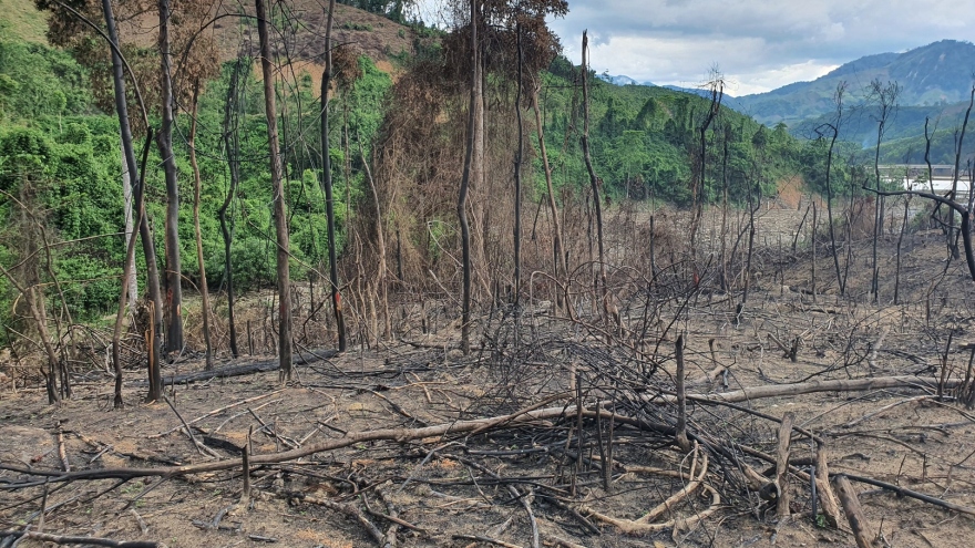 Xử lý nghiêm vụ đốt thực bì làm cháy 20 ha rừng ở Phước Sơn