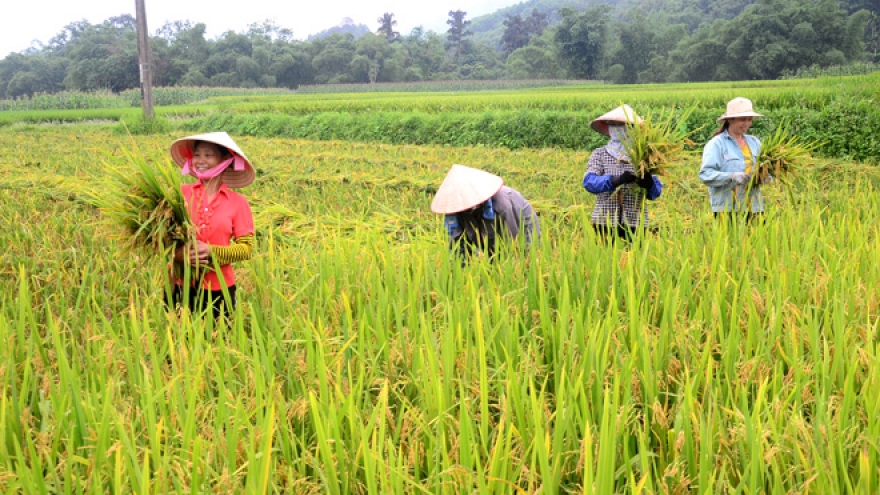 Người dân vùng cách ly y tế thu hoạch lúa như thế nào?