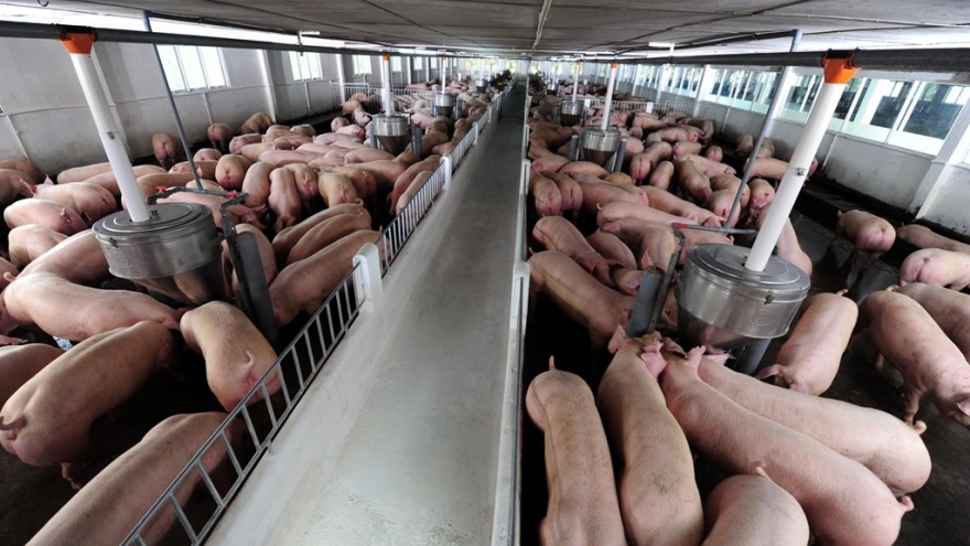 Vietnam to temporarily halt importing live pigs from Thailand