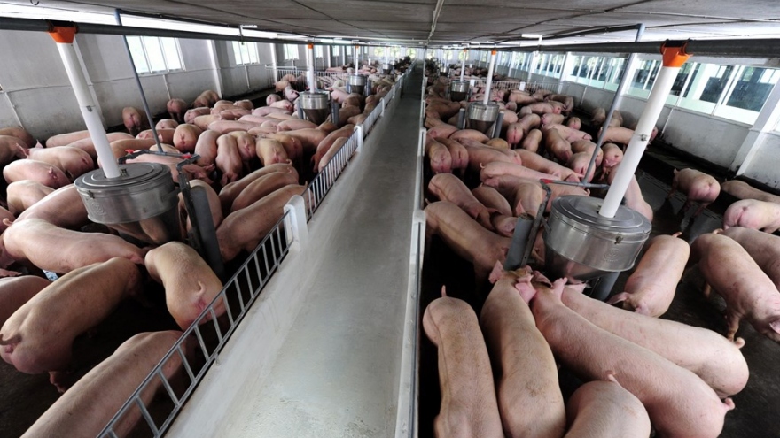 Vietnam to temporarily halt importing live pigs from Thailand 