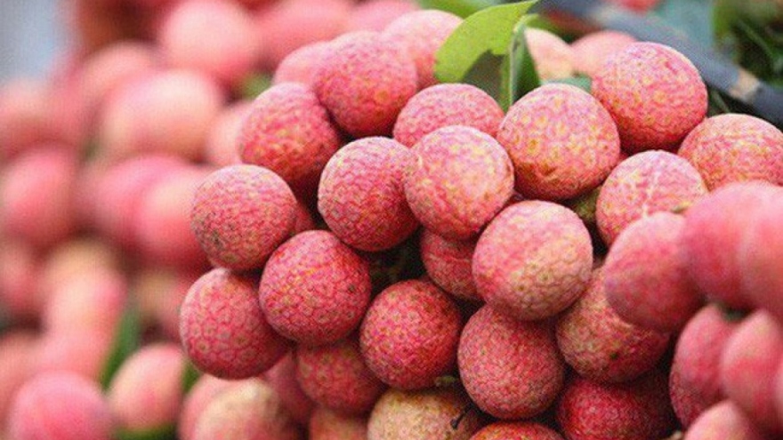 Thanh Ha lychees listed on popular e-commerce platform Sendo